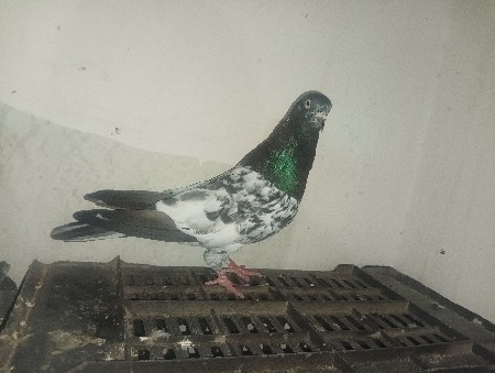 full jambo size male