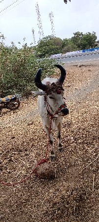બળદ વેચવાના છે