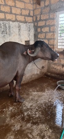 આ ખડેલી વેચવાની છે
