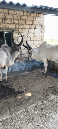 બળદ વેચવા ના છે