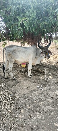 ઞોધલો