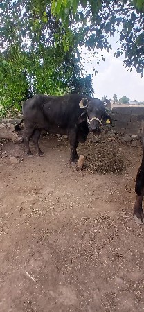 ભેંસ વેચાની છે