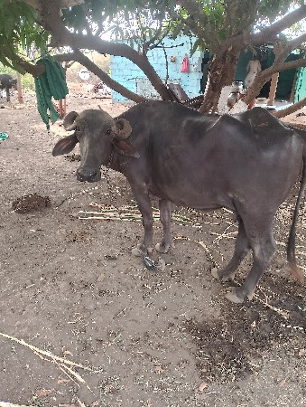 ભેંસ વેચવાની છે