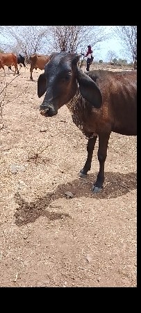 બે ક્રોસ વાસળી વેચવાની છે
