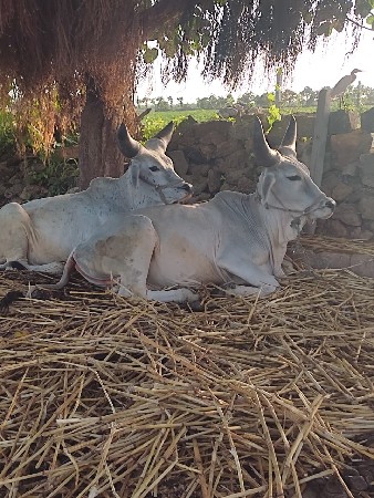 godhla vesvana se