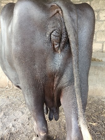 ભેંસ વેચવાની છે