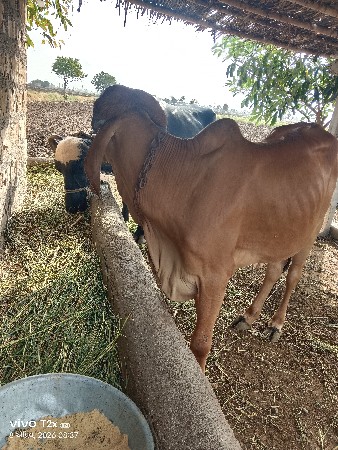 વોડકી  પોણાતન.વસની