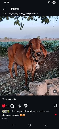 ગિર