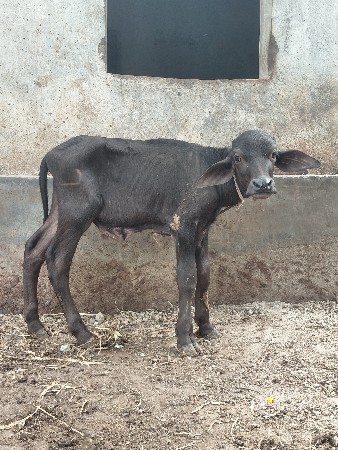 દસ દીનો પોડો સે