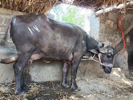 ભેસ