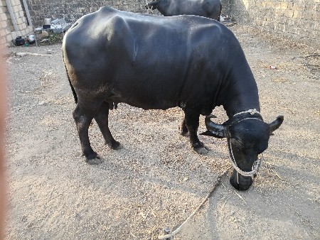 ભેંસ વેચવાની છે