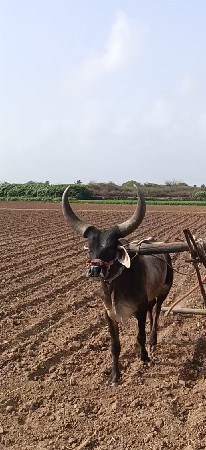 ગામ બરેજ પોરબંદર