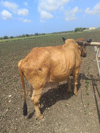 બળદ વેચવાનો છે