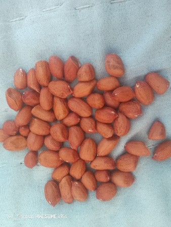 જી 45 નું બિયારણ વેચવાનું છે