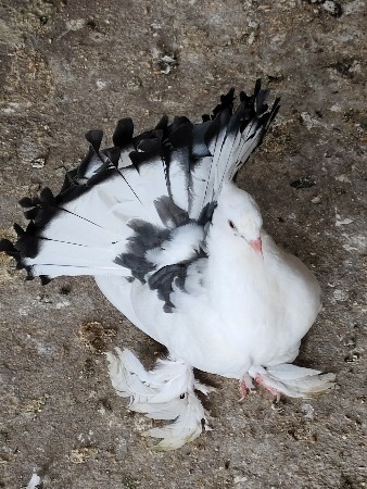 કબૂતર