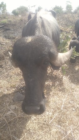 ખડાય વેચવાની સે