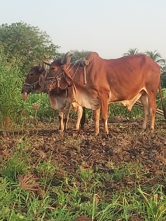 બિજી ધરના બળદ સાવ સોજા