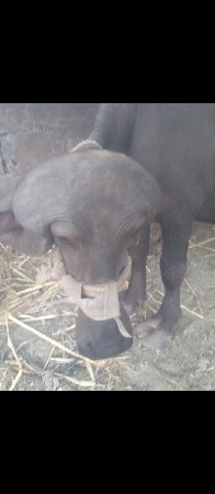શિયાળ વાળા ની જાપડી