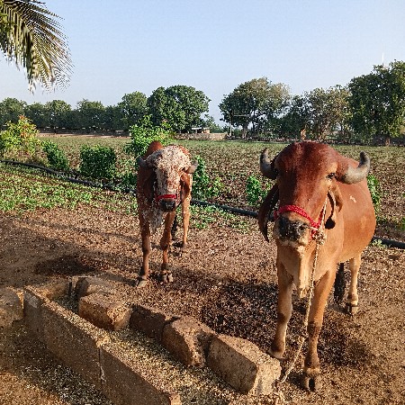 બળદ વેચવાના છે