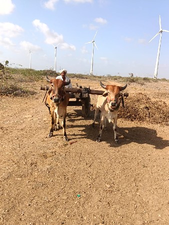 ગોધલા વેચવા ના છે