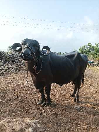 bhesh vechavani se