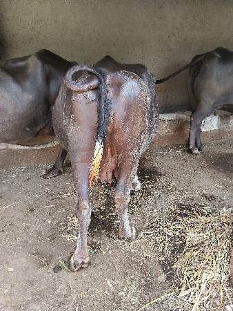 ભેંસ