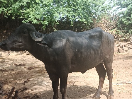 ખડેલી વેચવાની છે