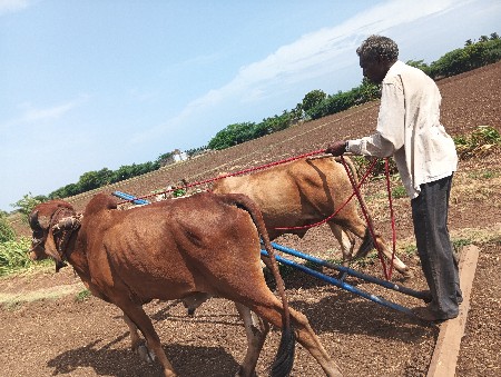 ગોધલો વેચવાનો છે