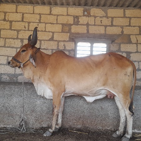 ગાય વેચવાની છે