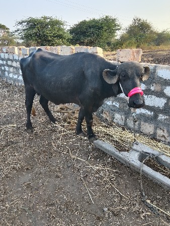 ભેસ