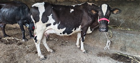ગાય બેસવાની સે