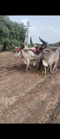 બળદ વેચવાના છે