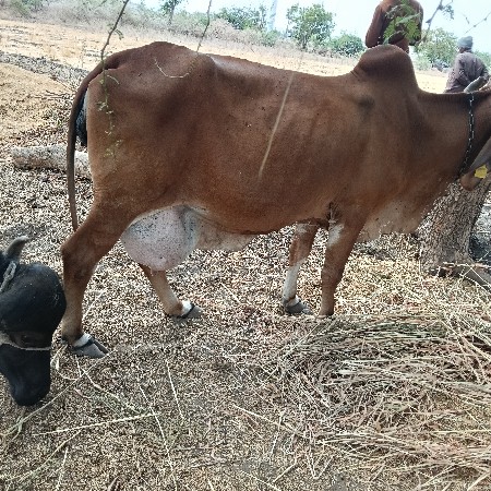 ગાય વેસવા ની છે