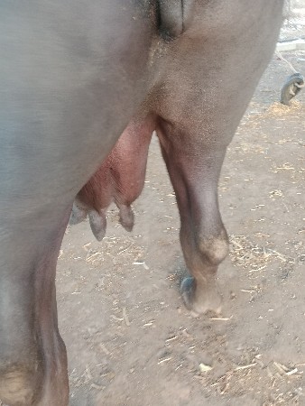 ચોથું વેતર