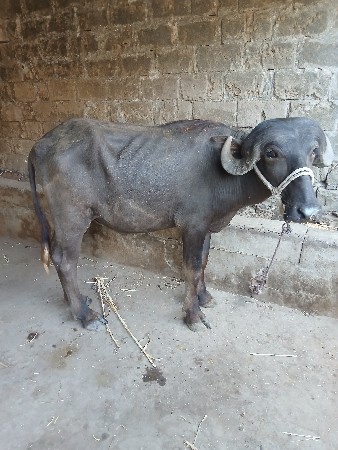 પાડો વેસવાનો છે