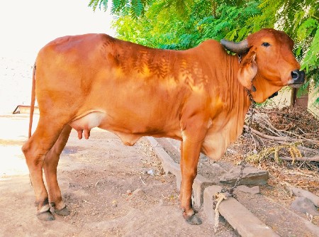 ગાય વેચવાની