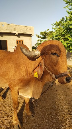 ગીર ગાય
