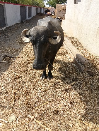 ભેંસ વેચવાની છે