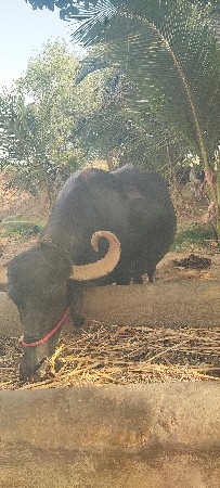 પિઠીયા રામ શ્રી રામ નગીચાણા