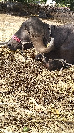 જાફરાબાદી ભેંસ વેચવાની છે
