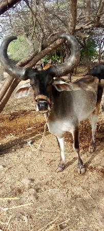 ગોઢલો વેચવાનો છે
