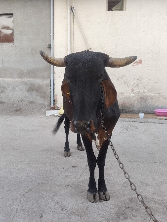 જર્સી ગાય વેચવાની છે પેલું વેતર છે
