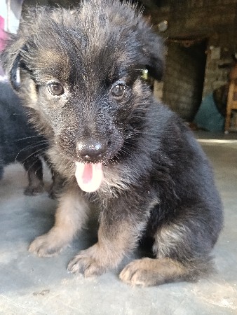 જર્મન શેફર