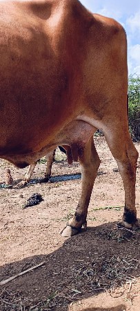 ગાય વેચવાની છે
