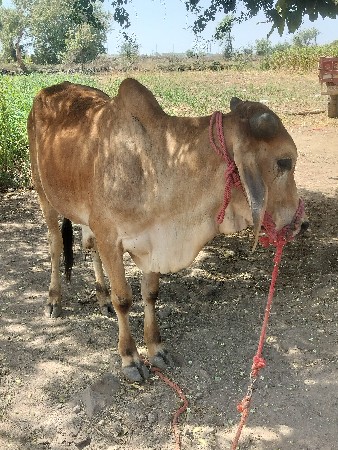 વેચવા નો છે