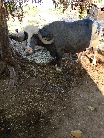 ભેંસ અને એક લીલડી હોડકી દેવી