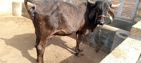 ગાય વેચવાની છે