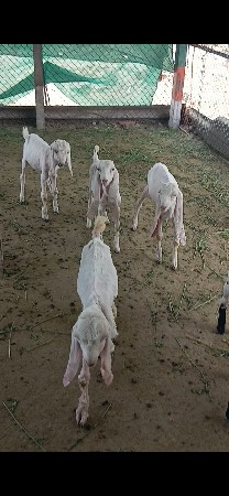 9898777132
