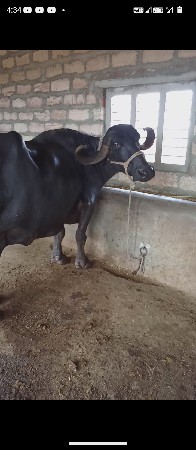 ભૈસ વેચવાની છે
