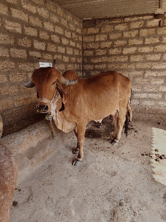 ગિર